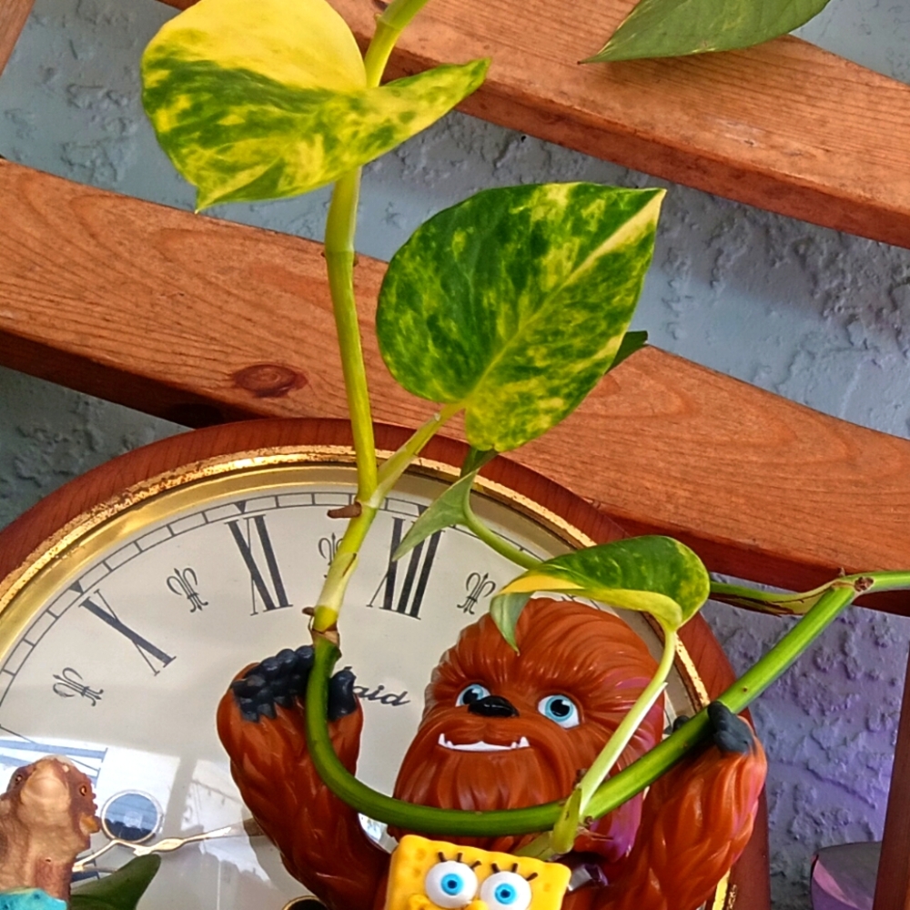 Meet your Posher, Thriftwood.
